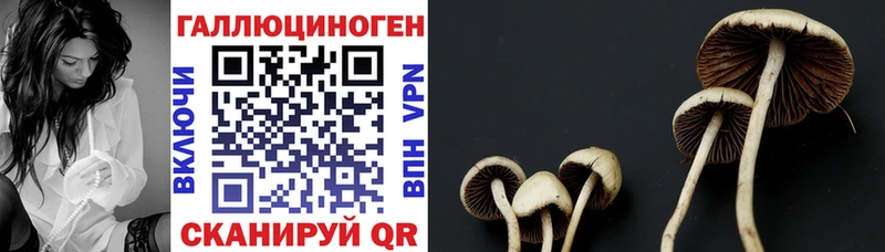 mega онион  Касли  Псилоцибиновые грибы Cubensis 